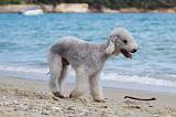 BEDLINGTON TERRIER 053